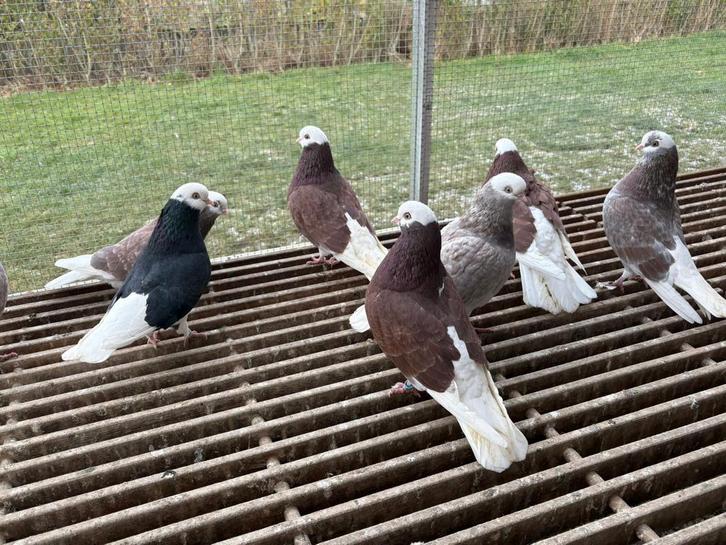 Long face bold head tumbler, Dieren en Toebehoren, Vogels | Duiven