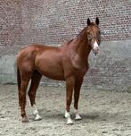 4 jarig weidemaatje, Dieren en Toebehoren, Gechipt, Ruin, 3 tot 6 jaar, Onbeleerd
