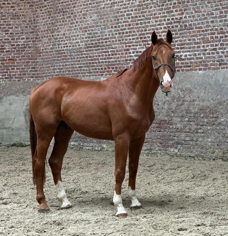 4 jarig weidemaatje, Dieren en Toebehoren, Paarden, Ruin, Onbeleerd, 165 tot 170 cm, 3 tot 6 jaar, Recreatiepaard, Met stamboom