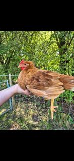 Haantjes te koop, Dieren en Toebehoren, Pluimvee