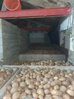 Frieslander aardappelen, Ophalen