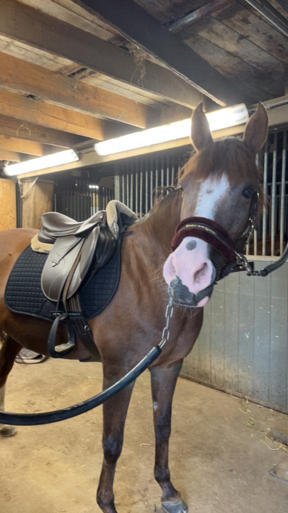 Paardenspullen tekoop, Dieren en Toebehoren, Paarden en Pony's | Verzorgingsproducten, Gebruikt, Ophalen