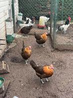 Goudbrakel, Femelle, Poule ou poulet