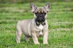 Franse Bulldog pups te koop