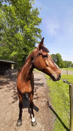 Leuke allrounder te koop!, Dieren en Toebehoren, Paarden, Ruin, Springpaard, Gechipt, 11 jaar of ouder