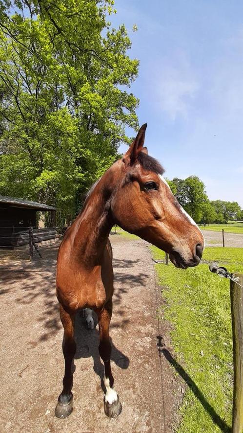 Leuke allrounder te koop!, Dieren en Toebehoren, Paarden, Ruin, 11 jaar of ouder, Springpaard, Met stamboom, Gechipt, Ontwormd