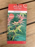 Acer palatum 'Jerre Schwartz', Tuin en Terras, Halfschaduw, Vaste plant, Lente, Overige soorten