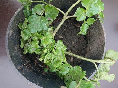 Zwartmoeskervel - vergeten groente, Tuin en Terras, Planten | Tuinplanten, Tweejarig, Groenteplanten, Halfschaduw, Lente, Ophalen