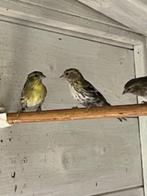 Europese sijsjes, Dieren en Toebehoren, Vogels | Overige Vogels, Meerdere dieren, Wildzangvogel, Geringd