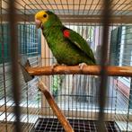 Jeune perroquet amazonien et cages., Perroquet, Femelle