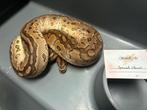 1.1 Clown Combos, Dieren en Toebehoren, Reptielen en Amfibieën, Slang, Tam