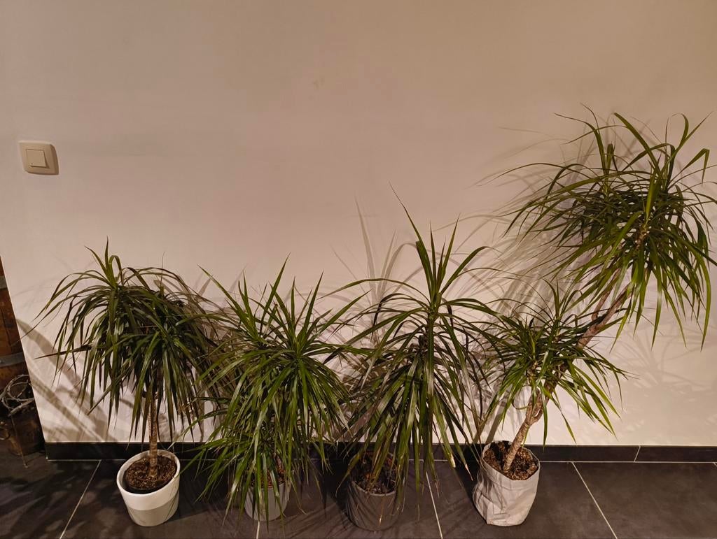 Dracaena planten tussen de 80 à 130cm hoog, Ophalen
