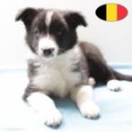 Border Collie - Belgische pups te koop, België, CDV (hondenziekte), 8 tot 15 weken, Meerdere
