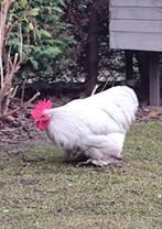 Cochin kriel haan, Dieren en Toebehoren, Pluimvee, Mannelijk, Kip