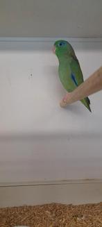 Forpus Conspicillatus, Dieren en Toebehoren, Vogels | Parkieten en Papegaaien