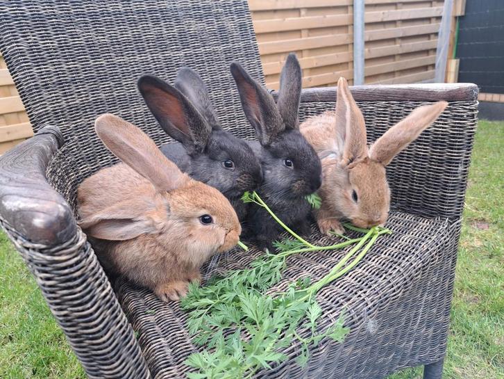 Vlaamse reuzen, Dieren en Toebehoren, Konijnen