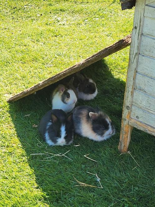 5 gekleurde dwergkonijntjes, Dieren en Toebehoren, Konijnen, Dwerg, Meerdere dieren, 0 tot 2 jaar