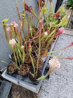vleesetende planten, Tuin en Terras, Ophalen, Gebruikt