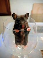 Goudhamster vrouwtje geboren op 18.10.25, Dieren en Toebehoren, Hamster, Vrouwelijk, Tam, Oktober