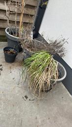 Bloempotten buiten, Jardin & Terrasse, Plantes | Jardin, Enlèvement, Plante fixe