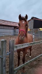 Merrie geboren 25/07/2024, Dieren en Toebehoren, Merrie