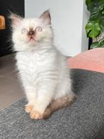 Brits Korthaar kitten met stamboom, Dieren en Toebehoren, Kater, Gechipt, 0 tot 2 jaar