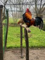 Waasse kriel haantjes, Dieren en Toebehoren