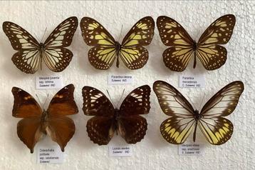 Vlinders uit Sulawesi voor collectie beschikbaar voor biedingen
