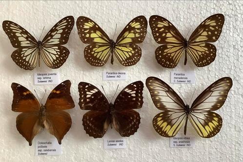 Vlinders uit Sulawesi voor collectie, Verzamelen, Dierenverzamelingen, Ophalen of Verzenden