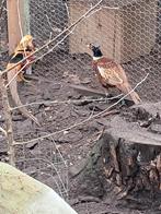 Bosfazanten, Dieren en Toebehoren, Vogels | Overige Vogels