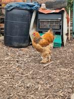 Brahma buff, Dieren en Toebehoren, Mannelijk, Kip