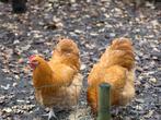 2 Orpington Hanen 10 maanden oud, Dieren en Toebehoren, Mannelijk, Kip