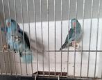 Forpussen, Dieren en Toebehoren
