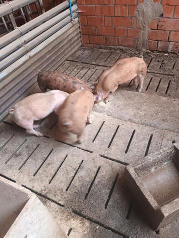 Duroc x pietrain biggen