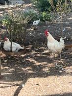 Legkippen, Dieren en Toebehoren, Pluimvee, Meerdere dieren, Kip