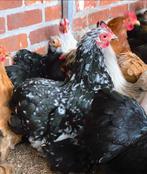 Zwart wit geparelde cochin kriel kip, Poule ou poulet