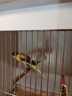 Ìranse kanaris, Dieren en Toebehoren