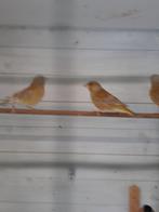 vogels, Mei, Meerdere dieren