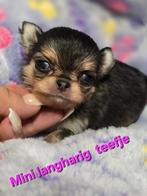 Prachtige lang en kortharige choco pups, Dieren en Toebehoren, België, Fokker | Hobbymatig, CDV (hondenziekte), 8 tot 15 weken