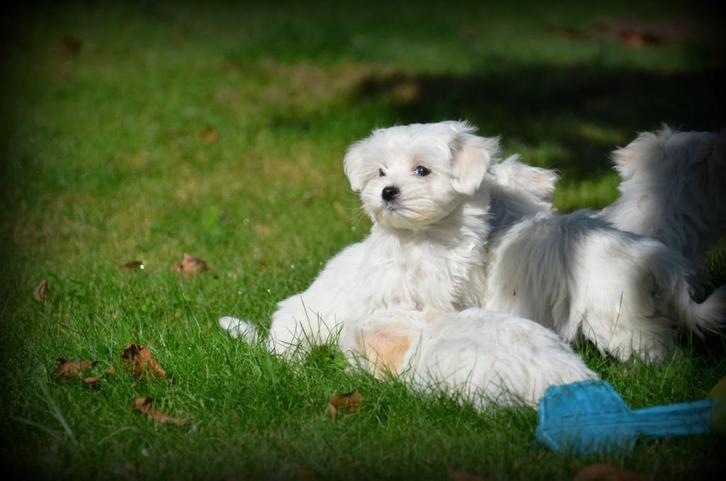 Maltezer pups, Dieren en Toebehoren, Honden | Chihuahua's en Gezelschapshonden, Meerdere dieren, Maltezer, Fokker | Professioneel