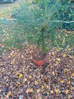 Pre bonsai met dikke  de stam, Tuin en Terras, Ophalen