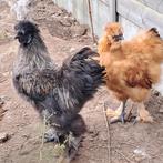 Zijdehoen haantjes, Dieren en Toebehoren, Pluimvee