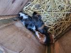 Jonge cavia's, Dieren en Toebehoren, Knaagdieren, Juli, Meerdere dieren, Cavia