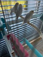 3 jonge grasparkietjes mannen te Nazareth., Dieren en Toebehoren, Vogels | Parkieten en Papegaaien