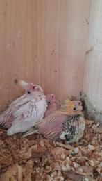 Jonge valkparkietjes, Dieren en Toebehoren, Geringd