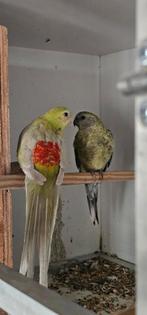 2 koppels roodruggen, Parkiet