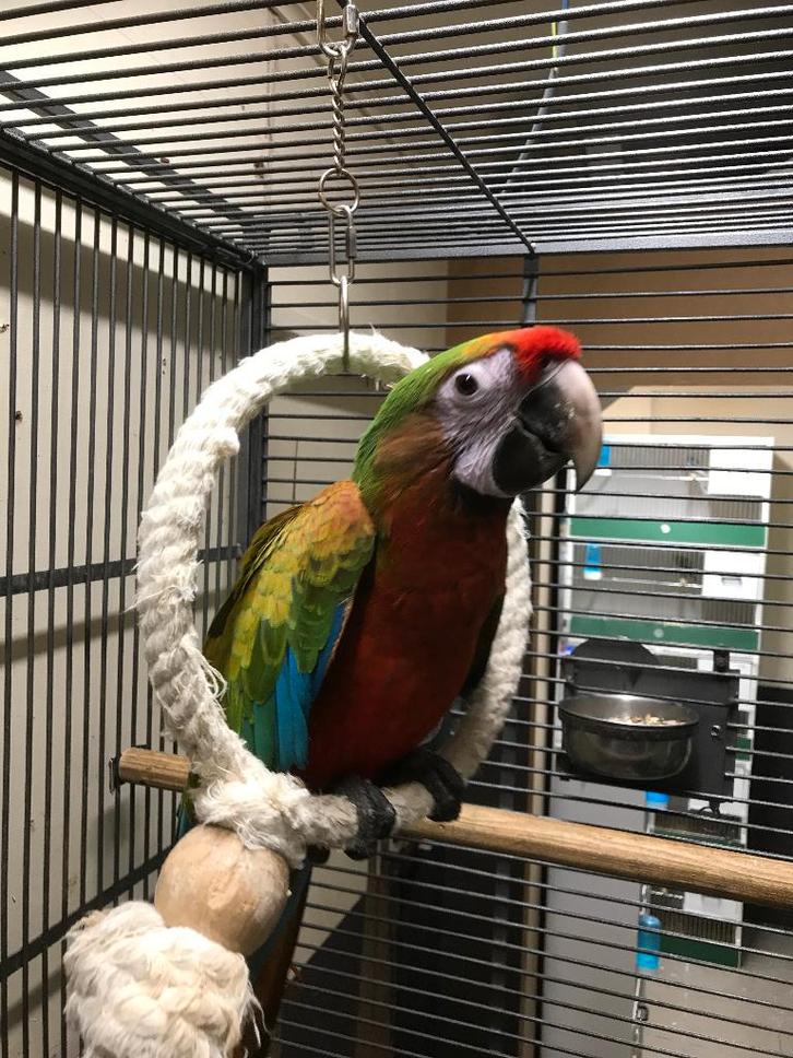 schamrock ara x miligold ara, Animaux & Accessoires, Oiseaux | Perruches & Perroquets, Perroquet, Plusieurs animaux, Bagué