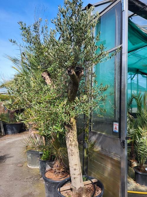 Olea europaea 50/60 cm de circonférence du tronc, Jardin & Terrasse, Plantes | Arbres, Enlèvement ou Envoi