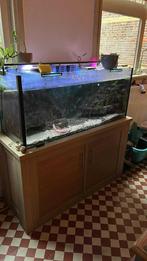 Aquarium, Dieren en Toebehoren, Ophalen, Gebruikt, Gevuld zoetwateraquarium