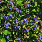 Ceratostigma plumbaginoides (Loodkruid), Tuin en Terras, Planten | Tuinplanten, Bodembedekkers, Vaste plant, Ophalen of Verzenden